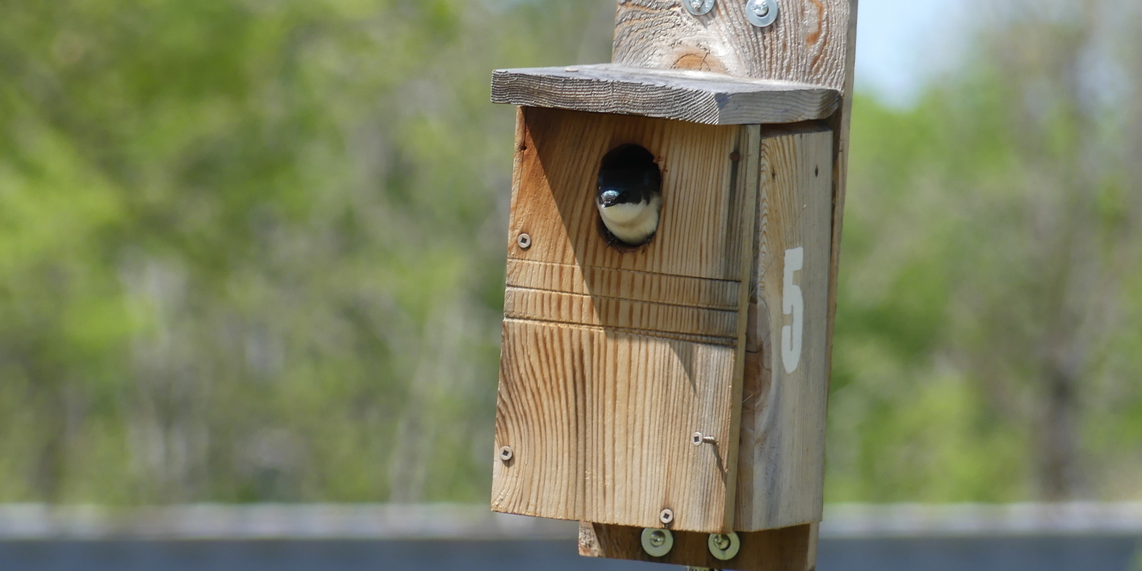 Tree swallow in nest box.jpg (1.22 MB)